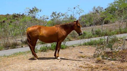 Canvas Print - Horse on an arid farm in a sunny day