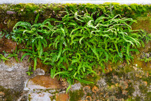 Maidenhair Spleenwort (Asplenium Trichomanes) Is A Small Fern In The Spleenwort Genus Asplenium Growing In Curved And Bent Formations On An Old Brick Stone Wall With Green Leafs Arcumeggia, Italy.