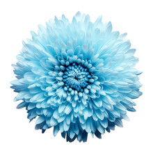 Blue Dahlia Flower Isolated On Transparent Background Cutout