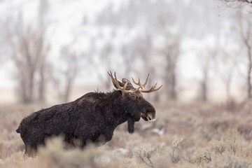 Canvas Print - Majestic moose stands amidst a dreamy landscape of fogy trees in the lush green grass