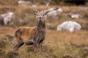 Sticker - Close-up shot of a red deer standing in a grassy field with a rocky landscape in the background