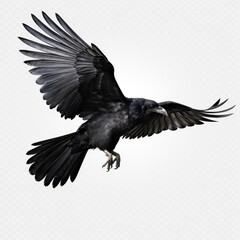 Wall Mural - Flying black crow isolated