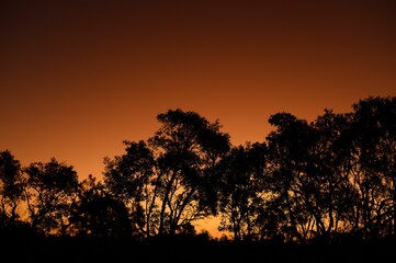 Wall Mural - Tranquil sunset with silhouetted trees on the horizon, framed by a lush grassy field, Australia