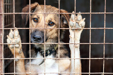 Stray Dog In Animal Shelter Waiting For Adoption. Portrait Of Homeless Dog In Animal Shelter Cage.