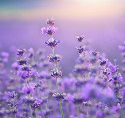 Wall Mural - Bush of lavender frower at sunset