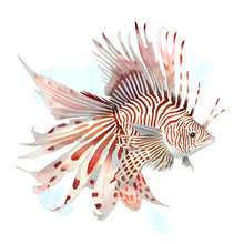 Turkeyfish In Cartoon Style. Cute Little Cartoon Lionfish Isolated On White Background. Watercolor Drawing, Hand-drawn Butterfly Fish In Watercolor. For Children's Books, For Cards, 