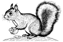 Squirrel Sitting Ink Sketch Hand Drawn Engraved Style Vector Illustration.