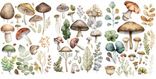 Set Of Mushroom Watercolor Collection Of Hand Drawn, Mushroom Brown Color, Mushroom Elegant Watercolor , Mushroom Isolated Transparent Background, PNG.