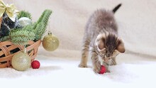 A Small Kitten Is Playing With A Christmas Ball, A Basket With New Year's Decor. A Cat And A Basket With A Fir Branch And Christmas Decorations. Playful Kitten And Toys For The Holiday