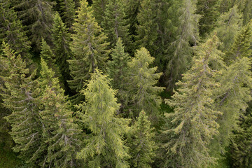 Wall Mural - aerial view of a silver fir forest in Trentino