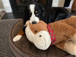 Bernese Mountain Dog with Horse Toy