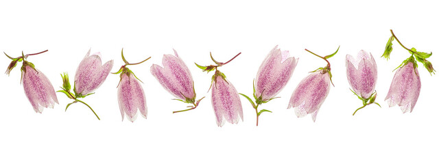 Wall Mural - border flowers bluebells on a white background. campanula pink