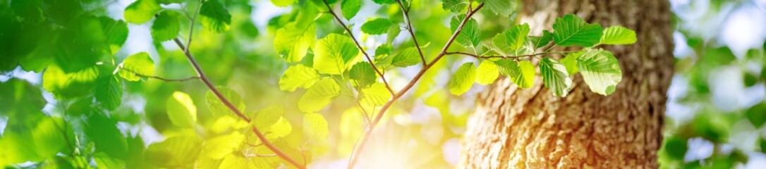 Wall Mural - Panoramic view of the fresh foliage in natural park.