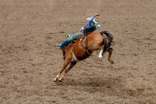 A  Cowboy Is Riding A Bucking Bronco At A Rodeo In An Arena. The Horse Has 2 Back Legs Off The Ground. The Cowboy Is Wearing Blue With A White Hat. They Are In A Dirt Arena.