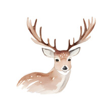 Hand Drawn Vector Illustration Of Deer With Antler Isolated On White