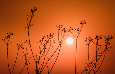 Wall Mural - silhouette of a plant among orange sky