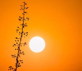 Wall Mural - silhouette of a plant among orange sky