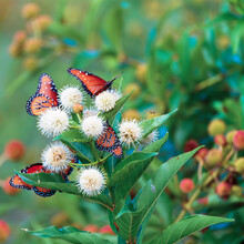 A Group Of Brightly Colored Monarch Butterflies, Or Danaus Plexippus, Feeds On A Buttonbush, Or Cephalanthus, On A Very Warm Summer Morning Near A Lake In Texas. A Lone Honeybee Approaches To Join.