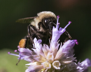 Wall Mural - A female Common Eastern Bumble Bee (Bombus impatiens) feeding on purple lavender flowers. Long Island, New York, USA