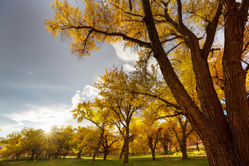 Wall Mural - Autumn park