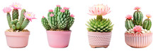 Plant In A Pot, Set Of Cactus Flowers Plants Png, Transparent Background, Succulent Plants Isolated On White