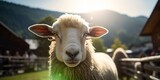 Fototapeta Zwierzęta - Sheep Gazing into the Image in Front of a Bavarian Farmyard, Offering Vacation on the Farm and Soft Alpine Tourism Amidst Mountains and Sun-Soaked Colors of Light Green and Blue Sky