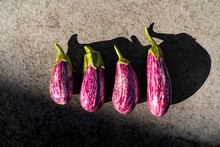 Dramatic Eggplants From Summer Garden In Landscape Orientation With Negative Space