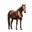 © PawsomeStocks - brown horse isolated on transparent background