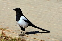 A Magpie Bird Is Standing On The Sidewalk