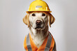Cute dog breed Labrador in a bright orange construction helmet on a white background.