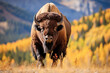 A bison walking in a field of tall grass. The bison has a dark brown coat with a lighter brown hump on its back