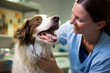 a beautiful female vet nurse doctor examining a cute happy border collie dog making medical tests in a veterinary clinic. animal pet health checkup. Generative AI