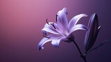 Top view and close-up image of beautiful blooming purple flowers in corner on black background with copy space