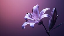 Top View And Close-up Image Of Beautiful Blooming Purple Flowers In Corner On Black Background With Copy Space