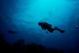 Caribbean Diver