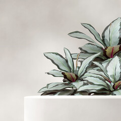 in square green leaf calathea plant, 3d render image empty scene white rough surface podium