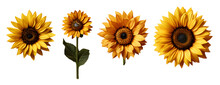 Set Sunflower 3d Realistic On Transparent Background Cutout, PNG File.