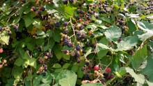 Blackberries Ripening In The Sun 4K UHD. Fresh, Ripening Blackberries On The Bush. 4K, UHD.
