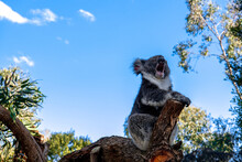 Yawning Koala On A Tree Branch In Australia