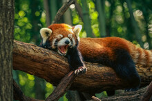 Yawning Red Panda In Zoo