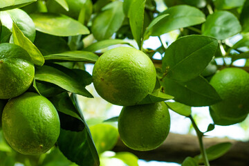 Lemons are sour in taste, round, and yellow citrus fruit with acidic juice inside