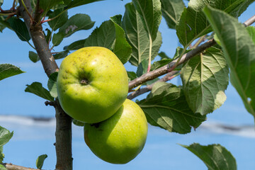 Canvas Print - organic apple on the apple tree branch