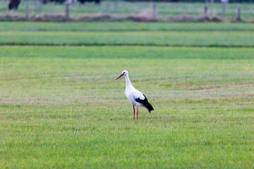 Wall Mural - A white stork on a green meadow before departure to the south