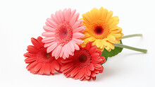 Gerbera Daisy Flower Isolated On White Background