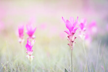 Closed Up Beautiful Kra Jeaw Flower, Or Siames Tulip Over Blur Natural Background In Soft Light Pink Tone