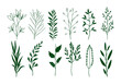 Set of hand drawn herbs. Vector illustration isolated on white background