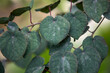 Cercidiphyllum japonicum 'Rotfuchs'