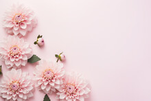 Beautiful Dahlia Flowers On Side Of Pastel Pink Background