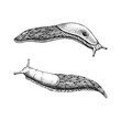 Slugs sketches set. Hand drawn wildlife design element in engraved style. Animal drawing isolated on white background. Shell-less mollusk vector illustration
