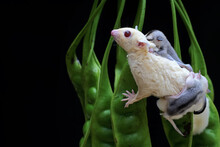 A Mother Sugar Glider Is Looking For Food In A Twisted Cluster Bean While Holding Her Two Babies. This Marsupial Mammal Has The Scientific Name Petaurus Breviceps.